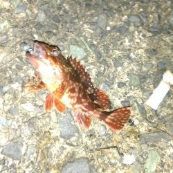 メバルは渋いが、小浜港でセイゴ乱舞